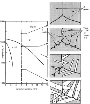 Figure 1-17 : Formation d'une microstructure de Widmanstätten    lors d'un  refroidissement lent depuis le domaine  