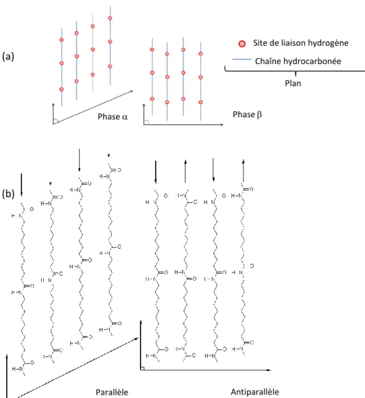 Figure 5. Configurations moléculaires des cristaux de PA11. (a) Empilement des feuillets de liaison  hydrogène suivant la phase    (gauche) ou la phase    (droite) et (b) Formation des liaisons hydrogène pour 