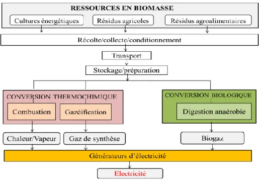 Figure 1-1: De la ressource en biomasse à la production d‘électricité : les principales  voies de conversion à petite échelle (adapté de [13]) 