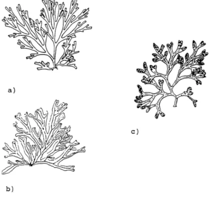 Fig. 2 Dictyota dichotoma (a), Dicryopteris membranacea (b), Fucus virsoides (c). 5. CONCLUSION