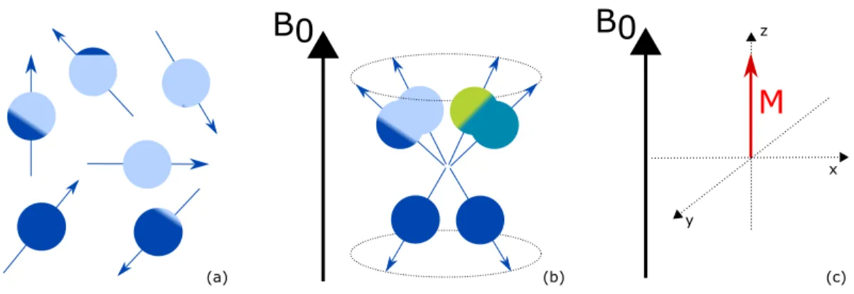 Figure 2.11: Effet du champ magnétique statique − B → 0 (a) Les spins sont orientés de façon