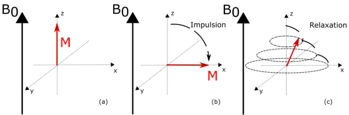 Figure 2.12: Relaxation après une impulsion du champ magnétique tournant − B → 1 de π