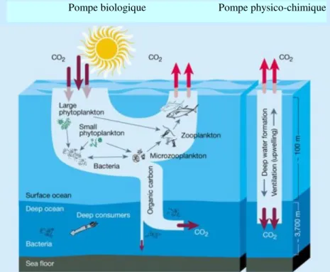 Figure 1.2   Pompe biologique et pompe physico-chimique de carbone dans les océans  Source :  Chisholm, W.S