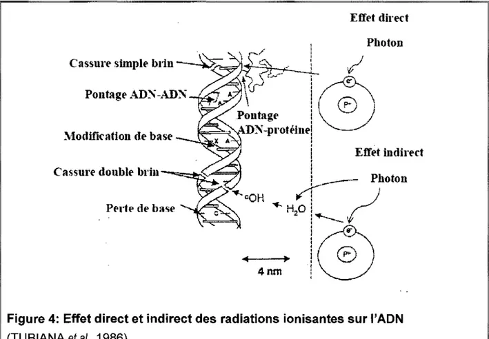 Figure 4:  Effet direct et indirect des radiations ionisantes sur l'ADN 