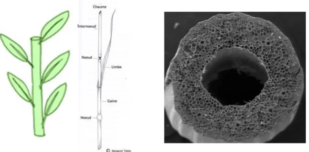 Figure 6 : A gauche, dessins représentant une tige de blé, et la disposition alterne distique des feuilles [21,22]; à  droite, coupe transversale d’une paille de riz au microscope électronique à balayage [23] 