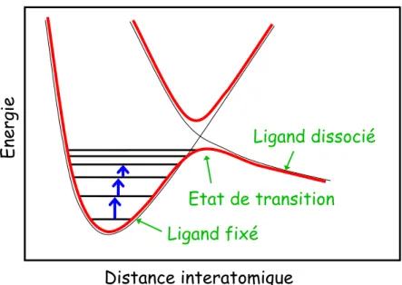 Fig. 2 : Surface de potentiel d’une prot´ eine associ´ ee ` a un ligand, en fonction de la