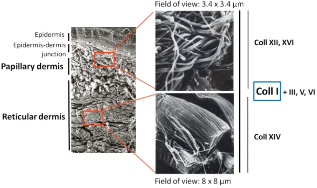 Figure I.11 – SEM images of the two dermises, papillary and reticular, and respective repartition of collagen types (type I, III, V, VI, XII, XIV, XVI)