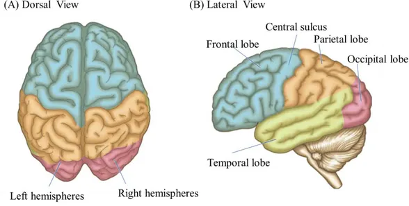 Figure 2.5 The dorsal and lateral view of the human cerebral cortex (adapted  from Wilson and Richardson [97])