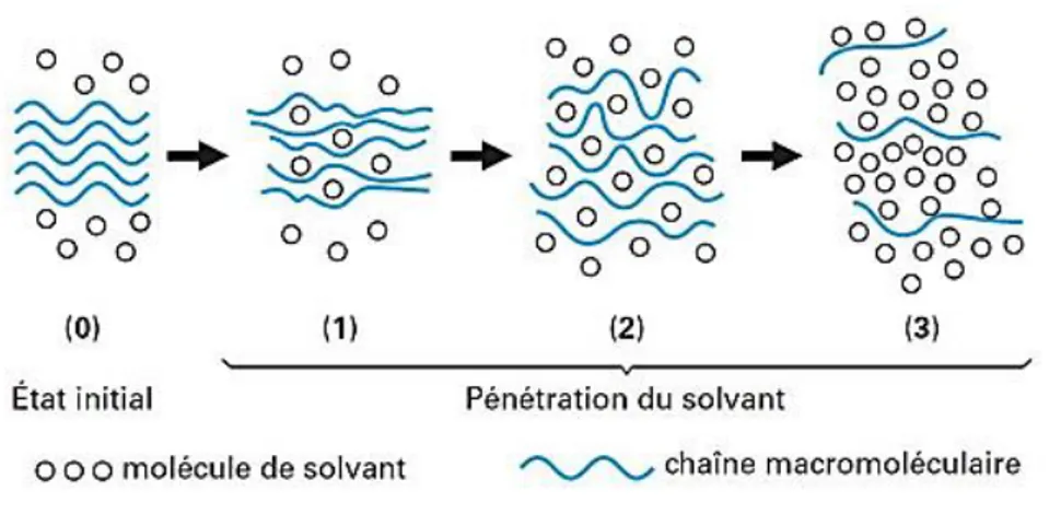 Figure I. 25: Comparaison entre le volume de gonflement et celui d'eau absorbé du polymère époxy immergé  dans l'eau à 40°C  [57]