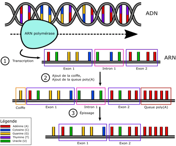Figure 1.4 – L’ARN polymérase transcrit un gène de l’ADN pour produire un brin d’ARN (étape 1 )