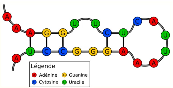 Figure 1.10 – Structure secondaire d’un ARNnc