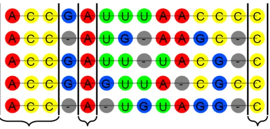 Figure 1.12 – Exemple d’un alignment multiples de 5 séquences d’ARN ainsi que les différentes régions conservées