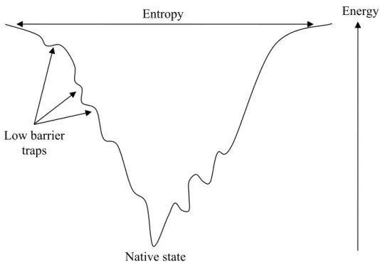 Figure 1.2 Cross section through a folding funnel. The width of the funnel represents the entropy of the 