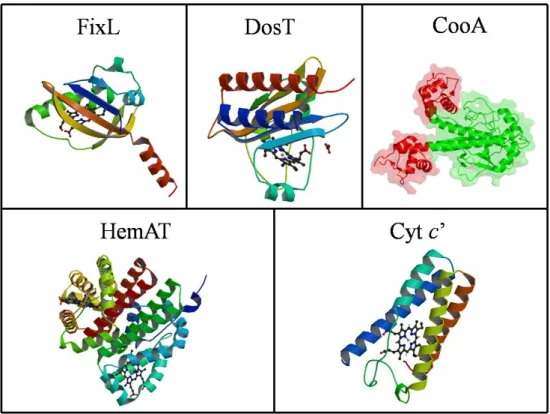 Figure 1.2: Examples of different classes of heme-binding motifs in heme-based sensor proteins: FixL (Heme-PAS) [8]; DosT (Heme-GAF) [9]; CooA (CRP analogous, in green