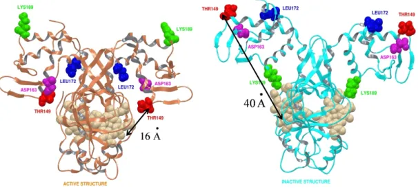 Figure 2.3: Structure of the inactive form (right) and model of the active DNA-binding form (left) of CooA from R