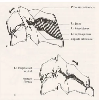 Fig  9  Freins  osseux  et  disco-ligamentaires  lors  du  mouvement  d’hyperflexion  (c)  et  d’hyperextension (d), d’après R Louis  74 