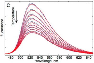Figure 4.1: Steady-state fluorescence of WT TmThyX upon 400 nm excitation at di↵erent temperatures between 25° and 70° upon warming (blue) and cooling (red)