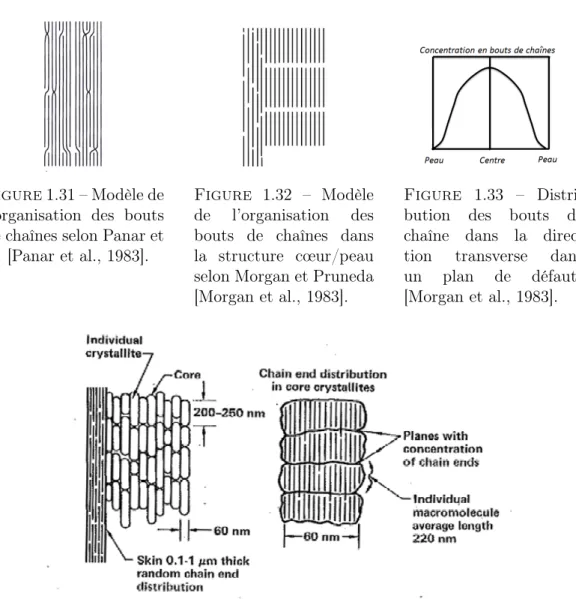 Figure 1.31 – Modèle de l’organisation des bouts de chaînes selon Panar et al. [Panar et al., 1983].