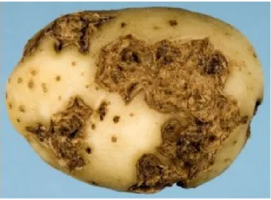 Figure 2. Tubercules de pomme de terre avec lésions de la gale commune causée par  Streptomyces scabies (Bignell et al., 2010)