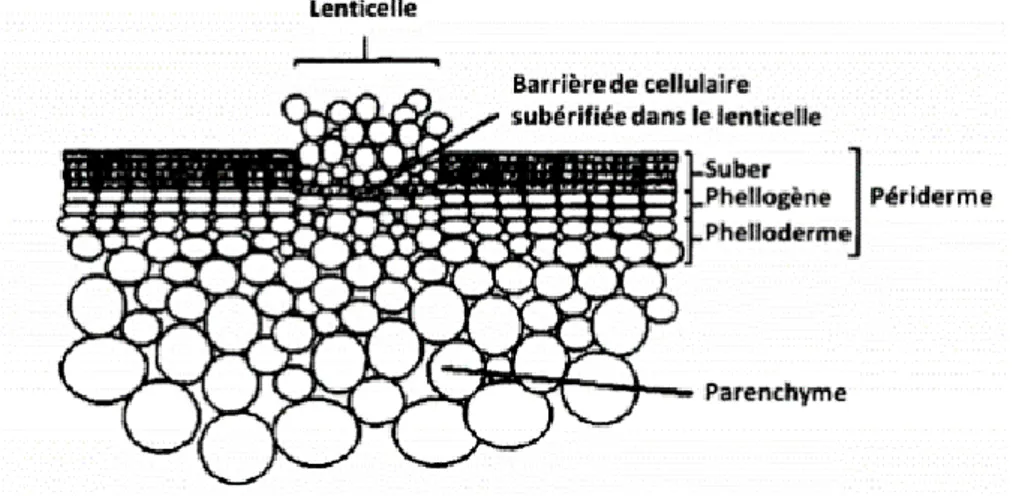 Figure 5. Diagramme d’une coupe longitudinale d’un tubercule de pomme de terre qui  montre la structure du périderme et d'une lenticelle (Tyner et al., 1997)