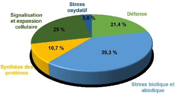 Figure 8. Classification fonctionnelle (d’après les catégories indiquées dans le Tableau  5)  des  protéines  dont  l’abondance  est  augmentée  chez  les  deux  somaclones  YG8  et  YG32  par  rapport  au  cultivar  parent