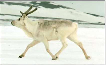 Figure 2.1: Caribou de Peary (Musée canadien de la nature, 2015) 