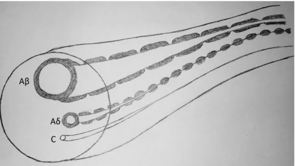 Figure 1 : Les fibres nerveuses afférentes 