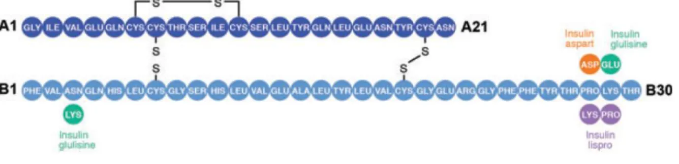 Figure 1. Séquence des acides aminés des insulines analogues ultrarapides et de  l’insuline humaine régulière