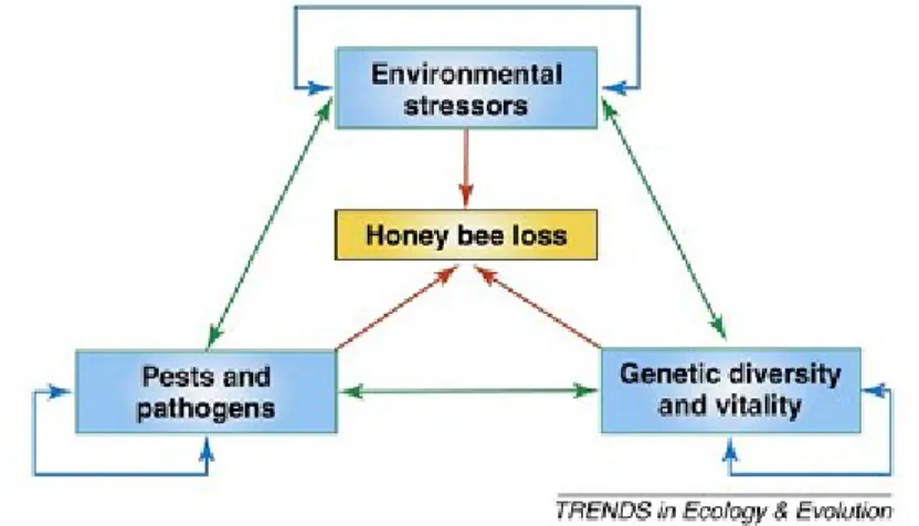 Figure  1.6  Interactions  impliquant  les  trois  principaux  facteurs  clefs  du  déclin  des  abeilles  mellifères  :  les  pathogènes,  les  éléments de stress environnementaux, et la vitalité et diversité génétique