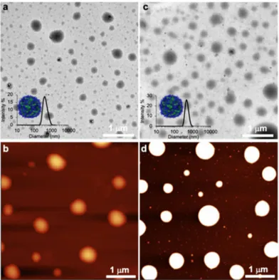 Figure 3. (a,b) TEM and AFM images of P1. Inset showing the DLS data and a cartoon representa-