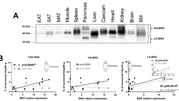 Figure 6. hApoD tends to accumulate in tissues expressing underglycosylated Basigin. A) Im- 257