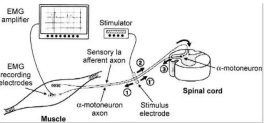 Figure 2.2   Réflexe de Hoffmann (H-réflexe) et de la réponse musculaire (onde M)     (Palmieri et al., 2004; Zwiren et al., 1973) 