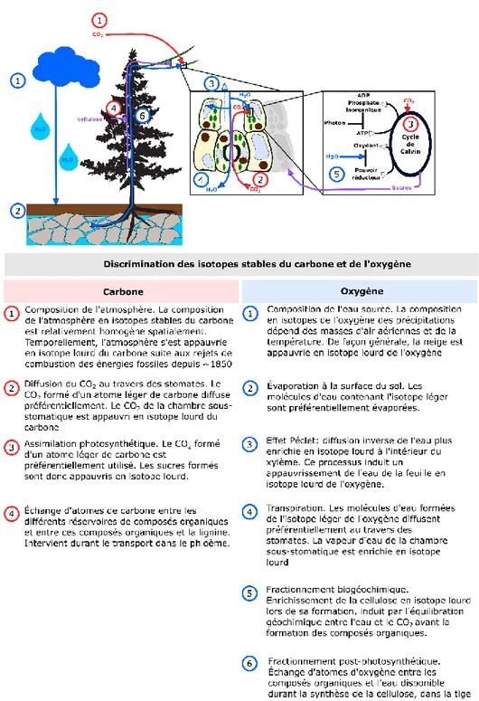 Figure 0.3. Principales étapes durant lesquelles une discrimination des isotopes lourds  du carbone et de l’oxygène intervient