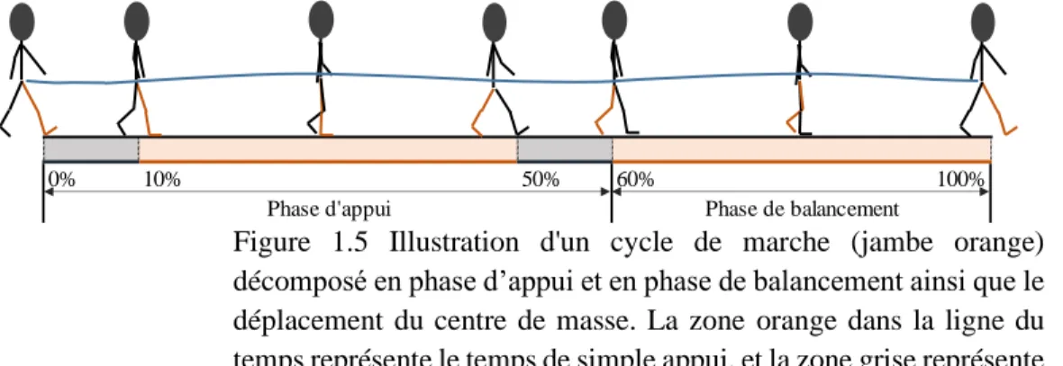 Figure  1.5  Illustration  d'un  cycle  de  marche  (jambe  orange)  décomposé en phase d’appui et en phase de balancement ainsi que le  déplacement  du  centre  de  masse