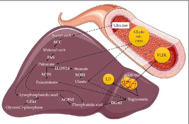 Figure 2. Triglyceride production in the liver. The chylomicrons bring fatty acids (mostly palmitate and oleate) to the liver,  where they are used by GPAT (Glycerol-3-phosphate acyltransferase), AGPAT  (1-Acylglycerol-3-phosphate-O-acyltrans-ferase) and D