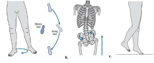 Figure 5: Most common gait deviations observed in amputee gait (Whittle, 2007)  a. Hip circumduction; b