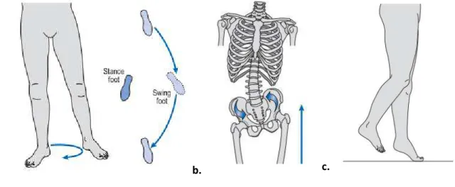 Figure 5: Most common gait deviations observed in amputee gait (Whittle, 2007)  a. Hip circumduction; b