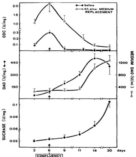 Figure 1.33 : Marqueurs de croissance et de différentiation des cellules Caco-2   (d’après D’Agostino et al., 1989)