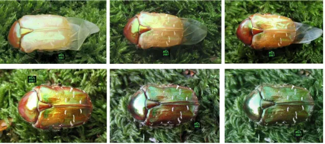 Figure 3.5: Chromatogenesis of a Cetonia aurata. 60hours span between the first and the last pictures