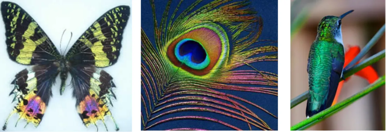 Figure 3.6: Examples of structural colors in nature. From left to right: Urania riphaeus; peacock feather; Red Humming bird