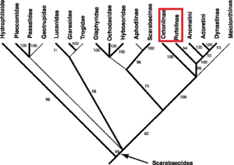 Figure 3.15: phylogenetic tree of scarabs from Smith [73]. Circled in red are the two subfamilies considered for this study.