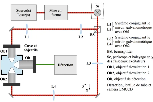 Figure 1.20: Sch´ema de principe du microscope `a nappe de lumi`ere. d´etection (voir Chapitre 5 pour plus de d´etails)