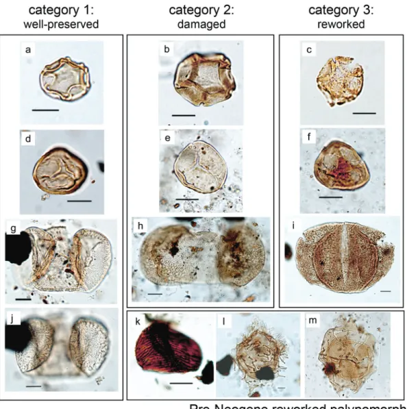 Fig. 4. Examples of pollen grain and spore preservation categories (as in Table 1 ) in addition to pre-Neogene reworked spores, and dinocysts at Ocean Drilling Program (ODP) Site 645, Bafﬁn Bay