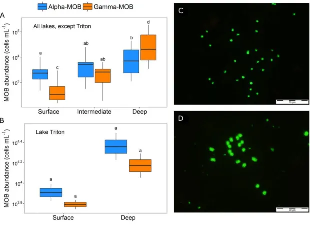 Figure  1.2.  Vertical  differences  between  Alpha-MOB  and  Gamma-MOB  cell  abundances across the water column of study lakes