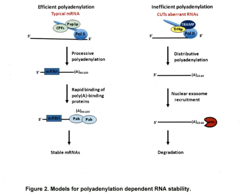 Figure 2.  Models for polyadenylation dependent RNA stability. 