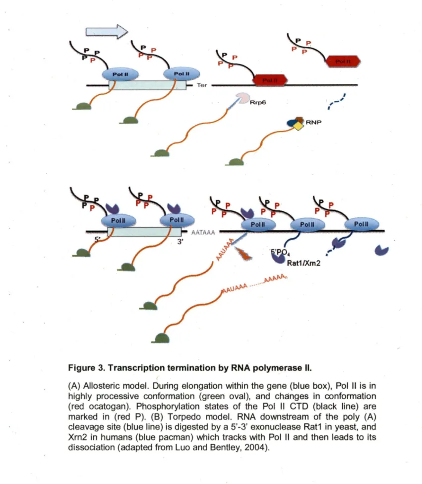 Figure 3. Transcription termination by RNA polymerase  Il. 