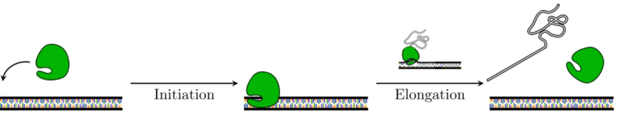 Figure 1.3: Transcription. The polymerase binds on the active gene and transcription initiation takes place