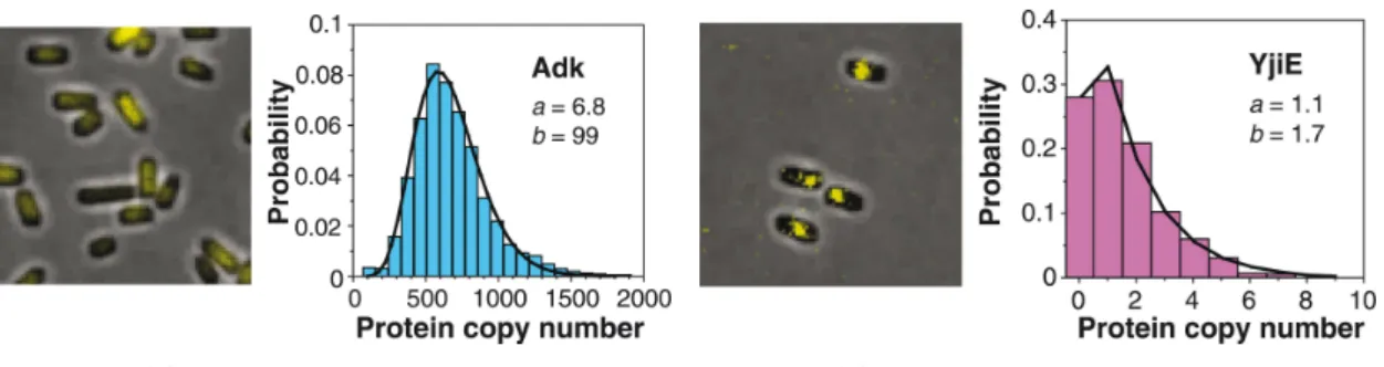 Figure 1.5: Stochasticity in gene expression. Quantitative imaging of a YFP-fusion library