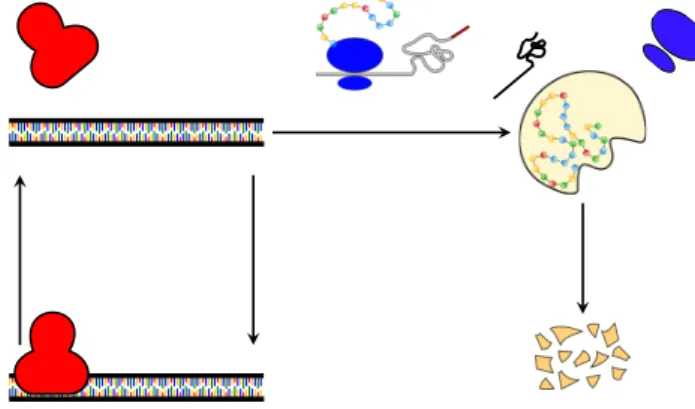 Figure 1.8: Peccoud &amp; Ycart model. The model describes the gene induction, represented as a transition between active and inactive states, and the production of proteins