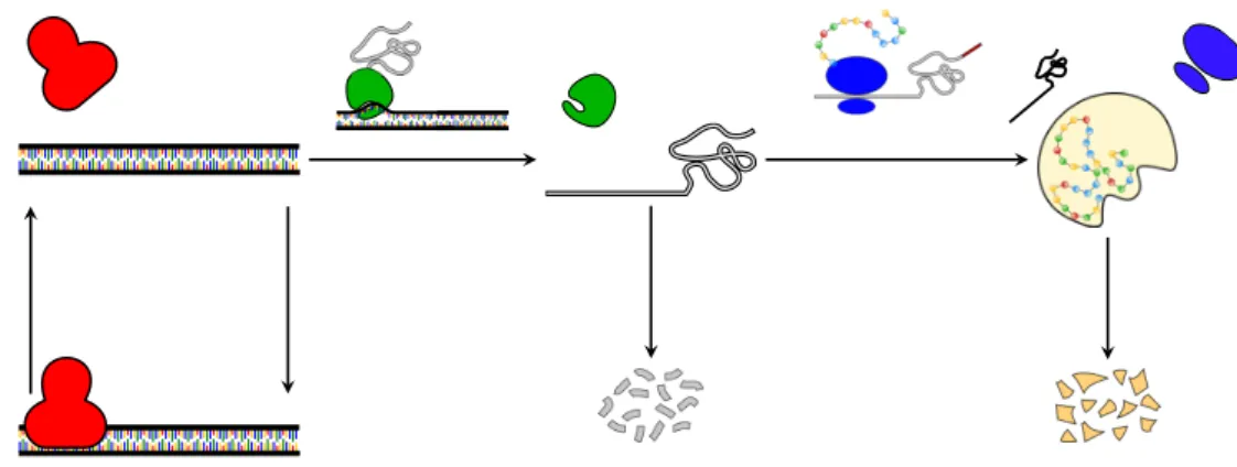 Figure 1.9: Paulsson’s model. In this model gene activation/deactivation is described and is represented here via the binding/unbinding of a repressor, in red